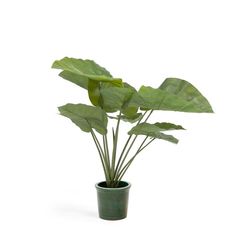 ALOCASIA �����ƥ��ե������ץ��ġ�H57��