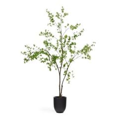 ENKIANTHUS �����ƥ��ե������ץ��ġ�H214��