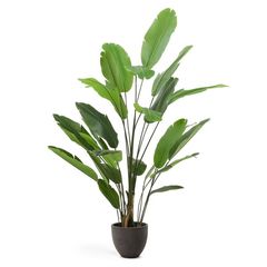 BANANO �����ƥ��ե������ץ��ġ�H210��