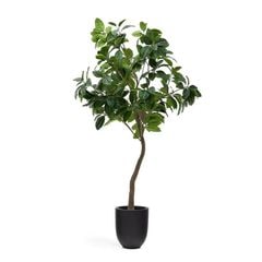 FICUS �����ƥ��ե������ץ��ġ�H210��