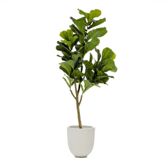 FICUS �����ƥ��ե������ץ��ġ�H150��