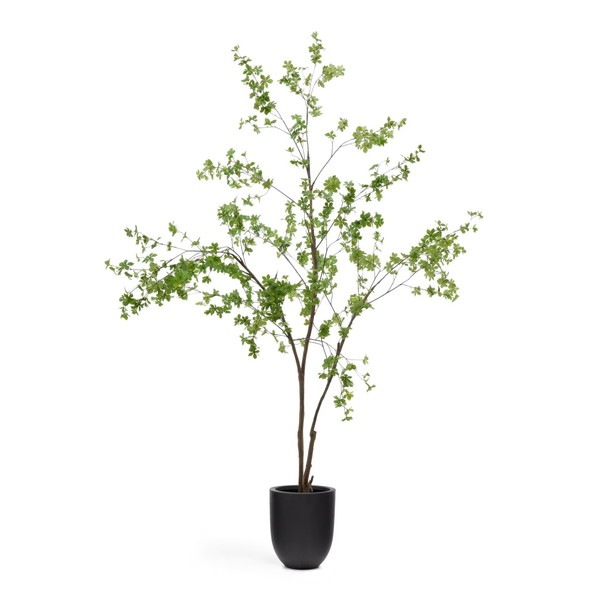 ENKIANTHUS �����ƥ��ե������ץ��ġ�H214��