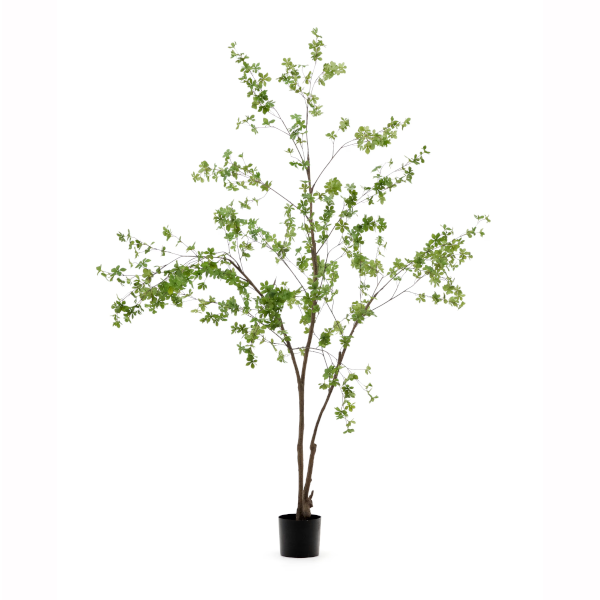 ENKIANTHUS �����ƥ��ե������ץ��ġ�H214��