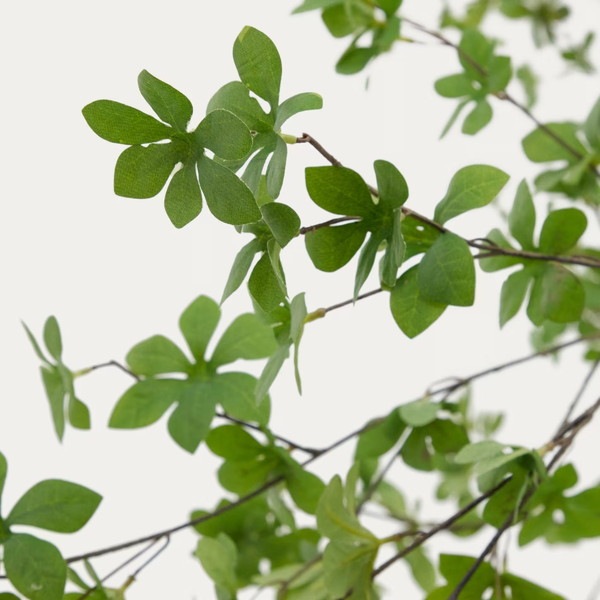 ENKIANTHUS �����ƥ��ե������ץ��ġ�H214��