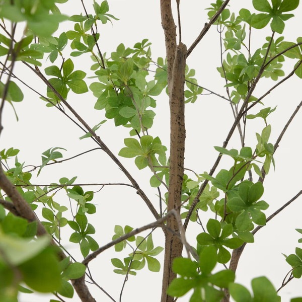 ENKIANTHUS �����ƥ��ե������ץ��ġ�H214��