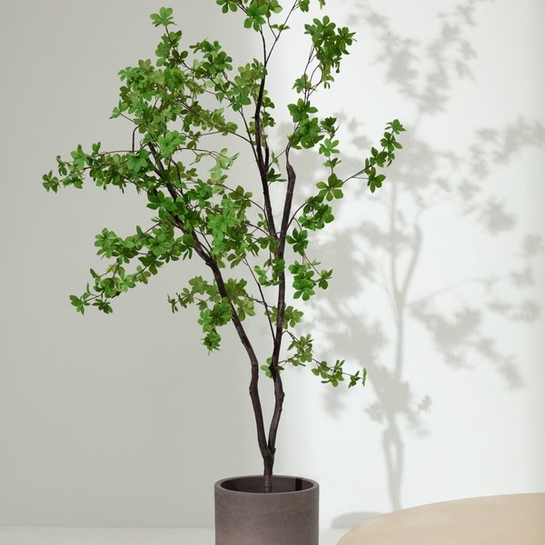 ENKIANTHUS �����ƥ��ե������ץ��ġ�H214��