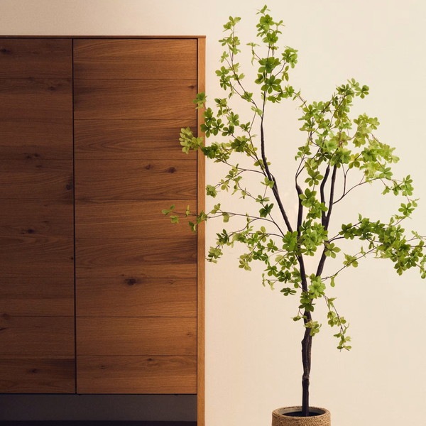 ENKIANTHUS �����ƥ��ե������ץ��ġ�H214��