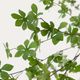 ENKIANTHUS �����ƥ��ե������ץ��ġ�H214��