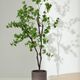 ENKIANTHUS �����ƥ��ե������ץ��ġ�H214��