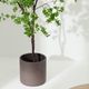 ENKIANTHUS �����ƥ��ե������ץ��ġ�H214��