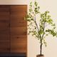 ENKIANTHUS �����ƥ��ե������ץ��ġ�H214��