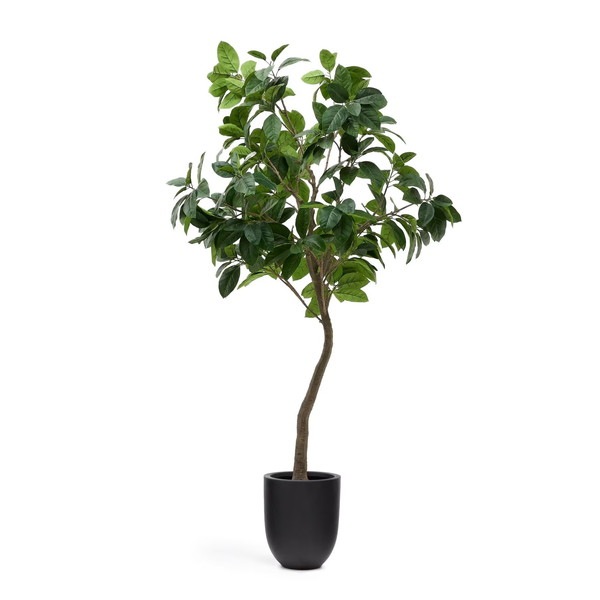 FICUS �����ƥ��ե������ץ��ġ�H210��