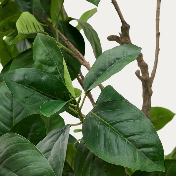 FICUS �����ƥ��ե������ץ��ġ�H210��