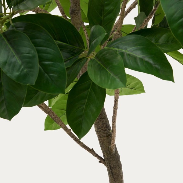 FICUS �����ƥ��ե������ץ��ġ�H210��