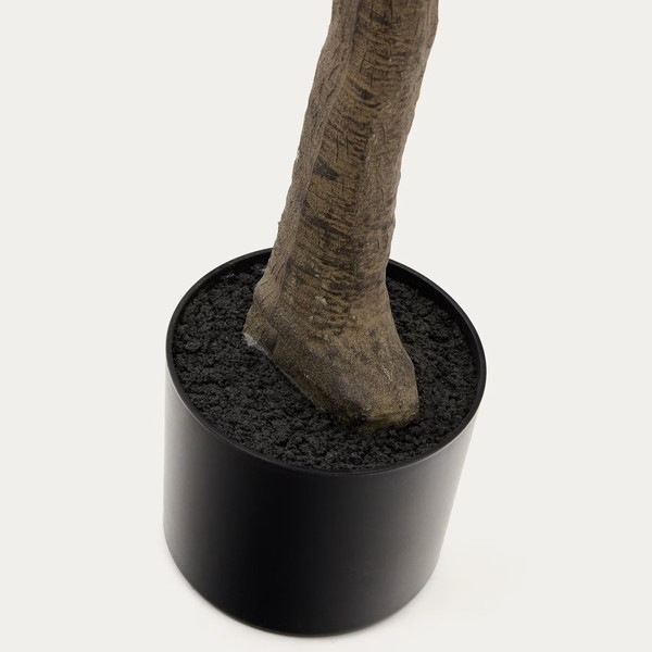 FICUS �����ƥ��ե������ץ��ġ�H210��