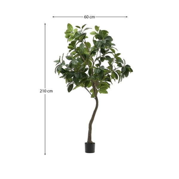 FICUS �����ƥ��ե������ץ��ġ�H210��