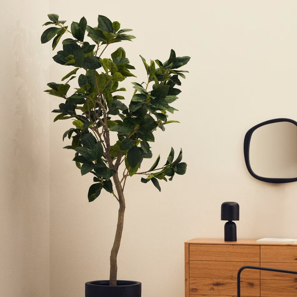 FICUS �����ƥ��ե������ץ��ġ�H210��