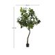 FICUS �����ƥ��ե������ץ��ġ�H210��