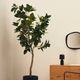 FICUS �����ƥ��ե������ץ��ġ�H210��