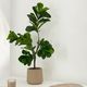 FICUS �����ƥ��ե������ץ��ġ�H150��