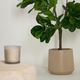FICUS �����ƥ��ե������ץ��ġ�H150��