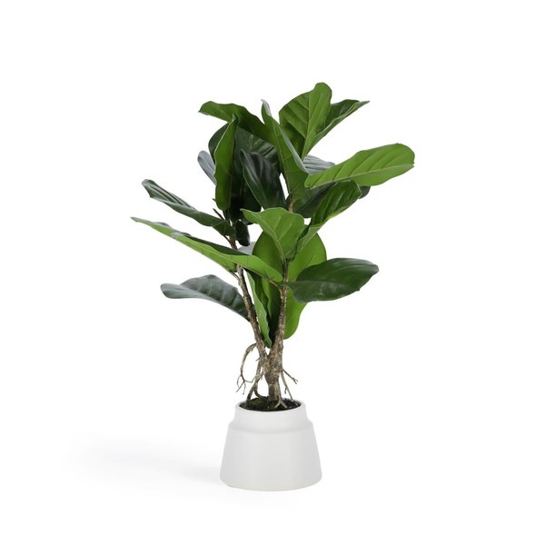 LYRATA �����ƥ��ե������ץ��ġ�H60��