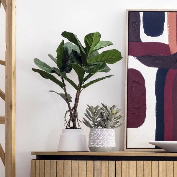 LYRATA �����ƥ��ե������ץ��ġ�H60��