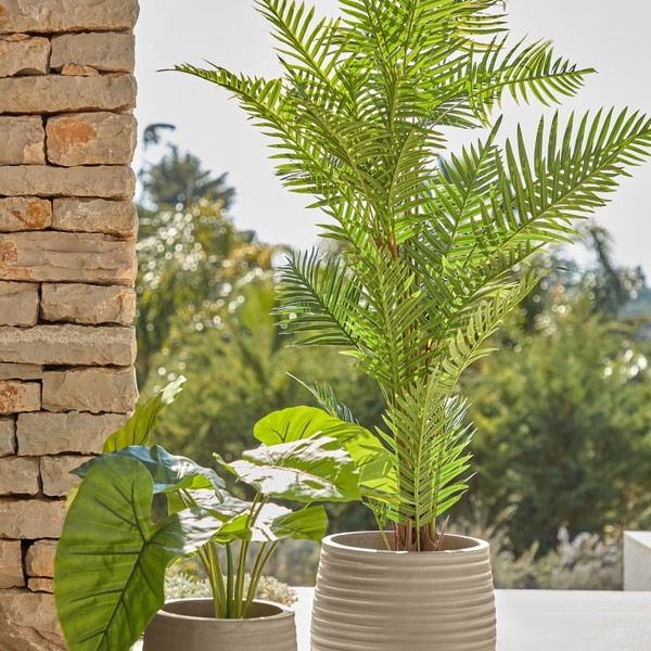 PALMERA fernpalm �����ƥ��ե������ץ��ġ�H150��