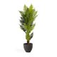 PALMERA fernpalm �����ƥ��ե������ץ��ġ�H150��