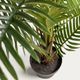 PALMERA fernpalm �����ƥ��ե������ץ��ġ�H150��