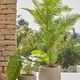 PALMERA fernpalm �����ƥ��ե������ץ��ġ�H150��