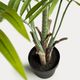 PALMERA bamboo palm �����ƥ��ե������ץ��ġ�H179��