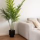 PALMERA bamboo palm �����ƥ��ե������ץ��ġ�H179��