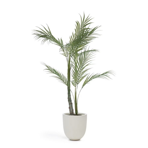 PALMERA palm tree�����ƥ��ե������ץ��ġ�H60��