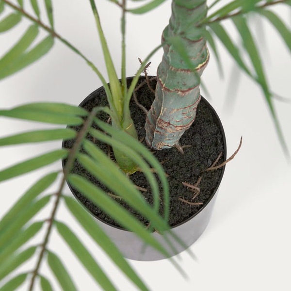 PALMERA palm tree�����ƥ��ե������ץ��ġ�H60��