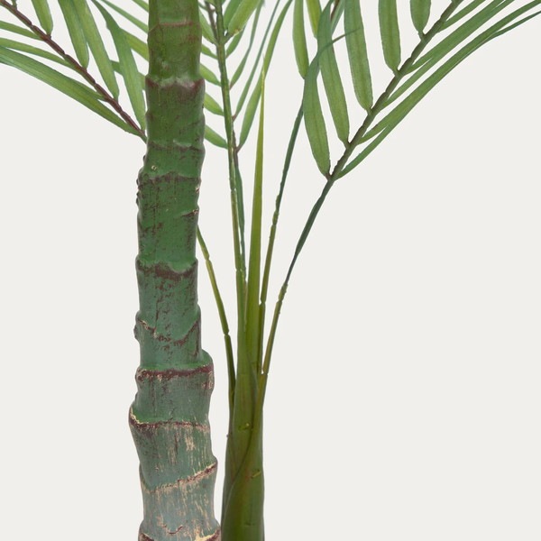 PALMERA palm tree�����ƥ��ե������ץ��ġ�H60��