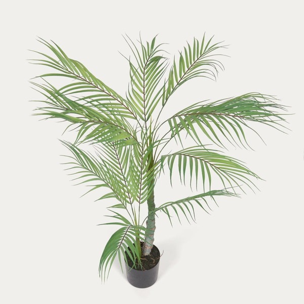PALMERA palm tree�����ƥ��ե������ץ��ġ�H60��