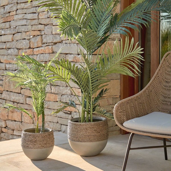 PALMERA palm tree�����ƥ��ե������ץ��ġ�H60��