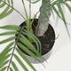 PALMERA palm tree�����ƥ��ե������ץ��ġ�H60��