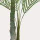 PALMERA palm tree�����ƥ��ե������ץ��ġ�H60��