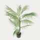 PALMERA palm tree�����ƥ��ե������ץ��ġ�H60��