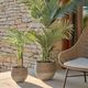 PALMERA palm tree�����ƥ��ե������ץ��ġ�H60��