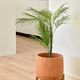 PALMERA palm tree�����ƥ��ե������ץ��ġ�H60��
