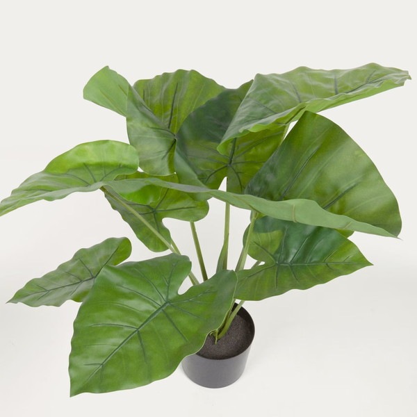 ALOCASIA �����ƥ��ե������ץ��ġ�H57��