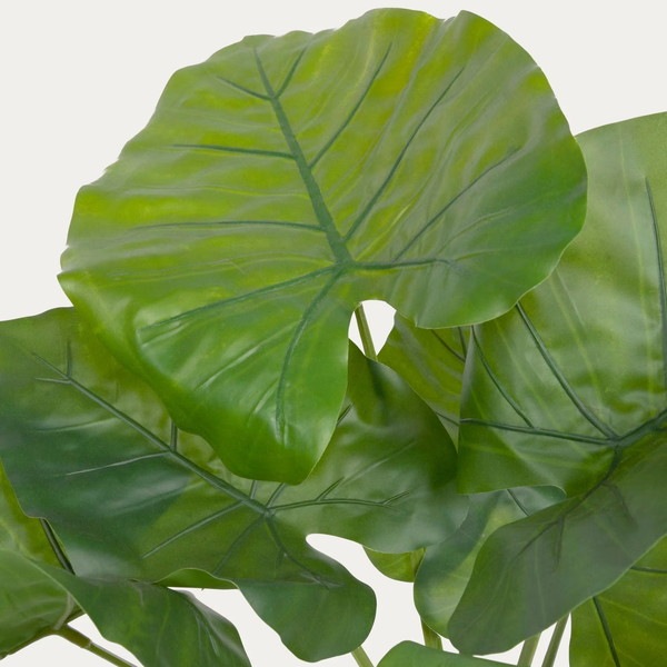 ALOCASIA �����ƥ��ե������ץ��ġ�H57��