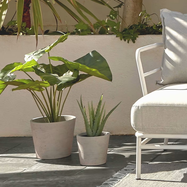 ALOCASIA �����ƥ��ե������ץ��ġ�H57��