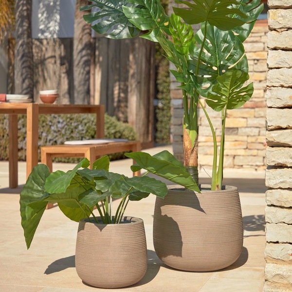 ALOCASIA �����ƥ��ե������ץ��ġ�H57��