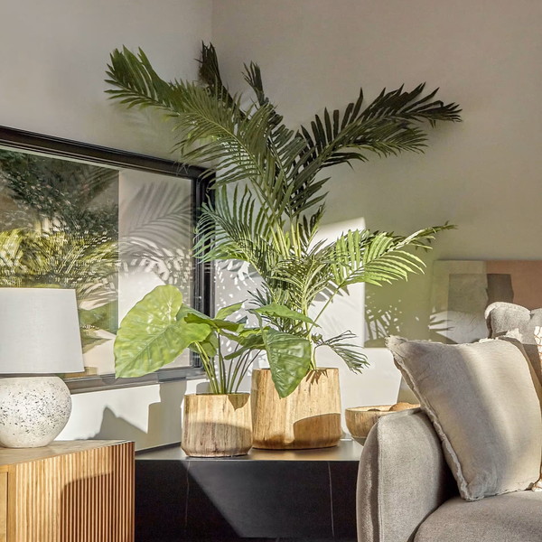 ALOCASIA �����ƥ��ե������ץ��ġ�H57��