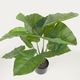 ALOCASIA �����ƥ��ե������ץ��ġ�H57��