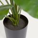 ALOCASIA �����ƥ��ե������ץ��ġ�H57��